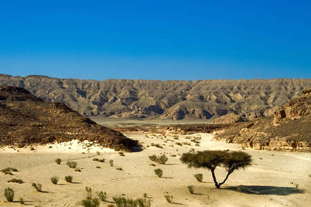 dry desert in red sea region, sinai, egyptの写真素材