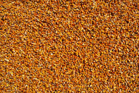 background of the mature grains of maizeの写真素材