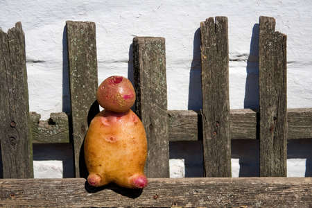 funny potato man on the fenceの写真素材