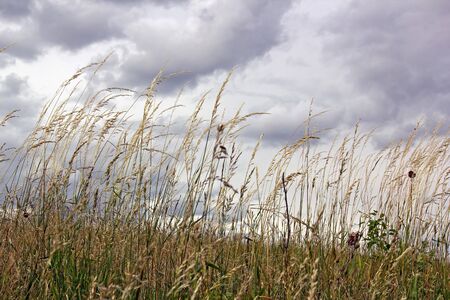 weeds in the campaign against a background of clouds
