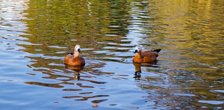 two ducks (Ruddy Shelduck, Ruddy Tadorne)の写真素材