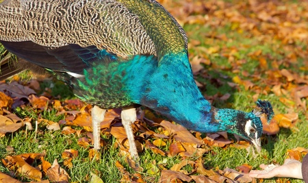 Peacock fed by a small childの写真素材