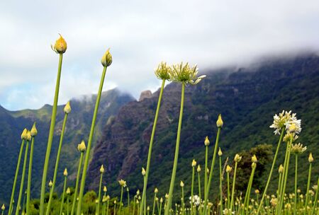Agapanthus, mountain far off, island of Madeiraの写真素材