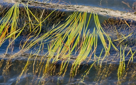 seaweeds following the stream of the Seine  Paris France の写真素材