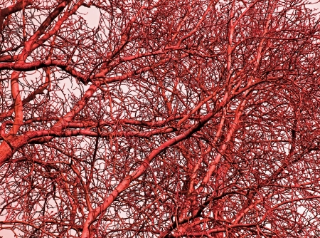 blood system of trees, red sap of branches blood の写真素材