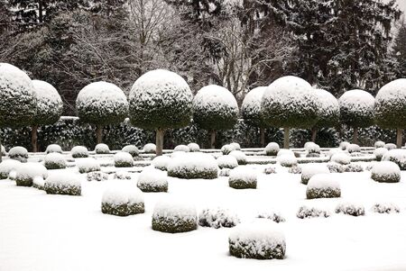Box tree cut covered with snow, formal garden