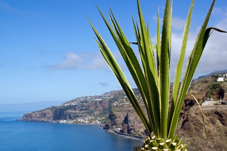 Aloe in front of the Atlantic Ocean (Madeira)の写真素材