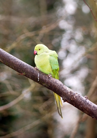 collared parakeet, a forest of Franceの写真素材
