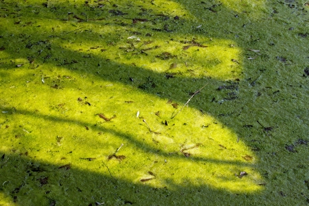 Zone of swamp, painting watercolorの写真素材