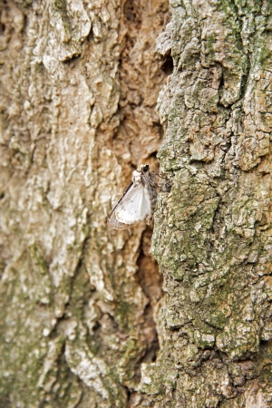 Moth on a trunk of locust treeの写真素材