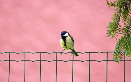 Tit on pink bottom, a garden in France の写真素材