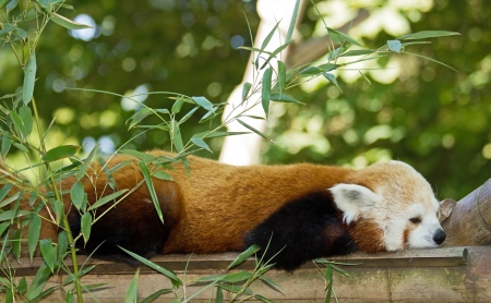 The nap of the red panda