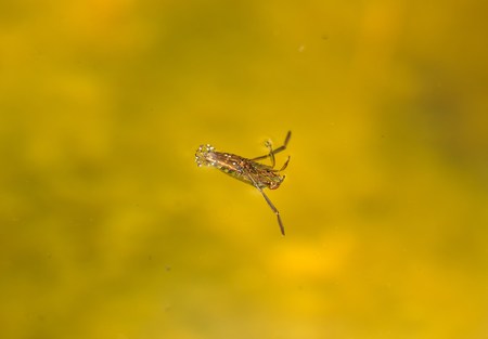 Notonectidae, aquatic bug, thumbtack  France  の写真素材