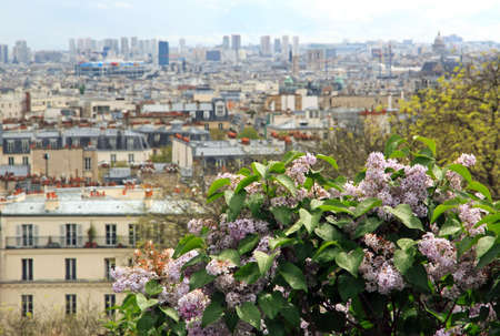 Bush of lilac in the rain, Paris on the horizon  France  