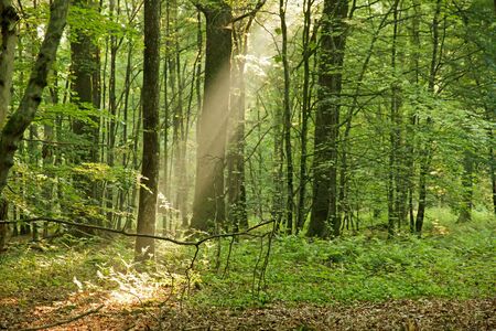 Forest at dawn  Spotlight of the sun  