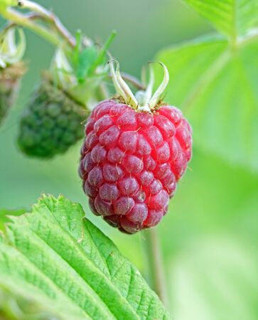 Raspberry in summer, delicious red berry to be eaten の写真素材