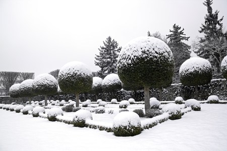 Garden of box tree and yews under the snowの写真素材
