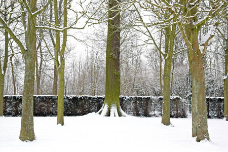 Forest covered with snow in winter (France Europe)の写真素材