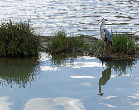Heron on his island. Inversion of the sky and waterの写真素材