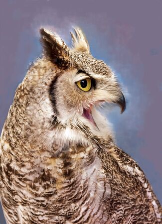 Great horned owl the cryの写真素材