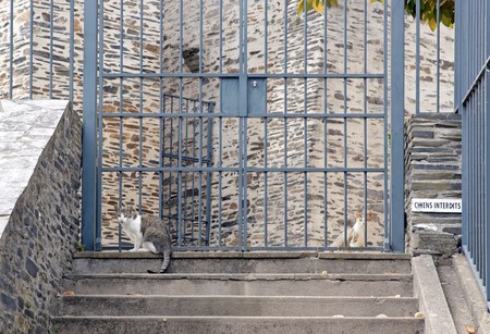 area closed to dogs, peace for cats. Panel "dogs allowed" "chiens interdits" France Europeの写真素材