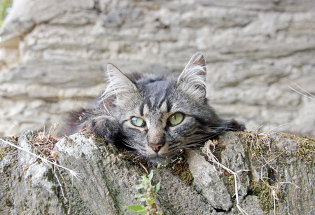 portrait of a little gray cat, kitten walls