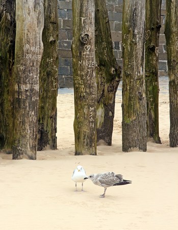 Young gull with an adult, probably her mother. Behind them, the tree of the loves, where the lovers register their names. St Malo (Brittany France)の写真素材