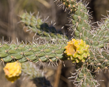 Cactus in flowers - Park Saguaro, near Tucson in Arizona -  USA