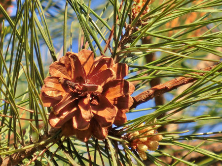 Pinecone
