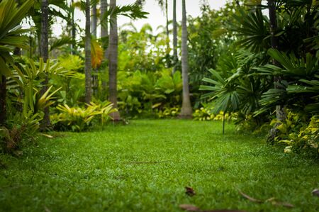 forestの写真素材