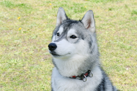 Siberian Huskyの写真素材