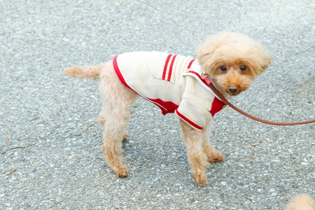 Toy poodleの写真素材