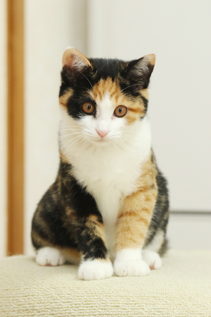 Cute kittensの写真素材