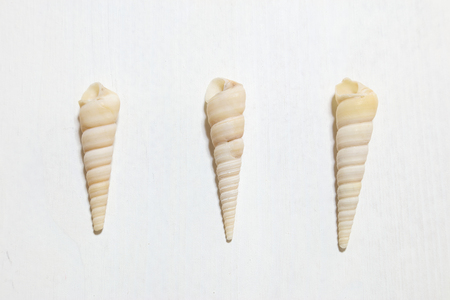 Shell