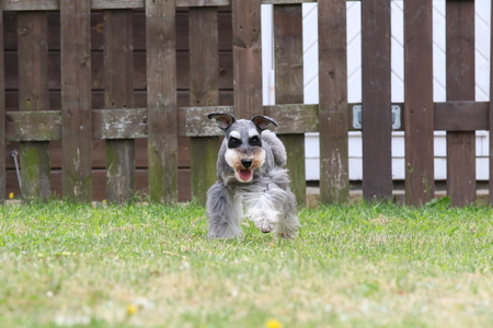 Miniature Schnauzerの写真素材