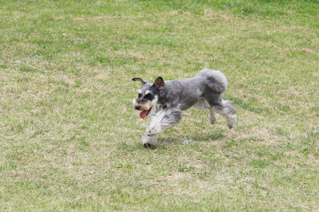 Miniature Schnauzerの写真素材