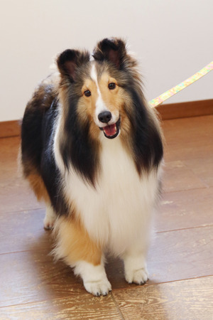 Shetland Sheepdogの写真素材