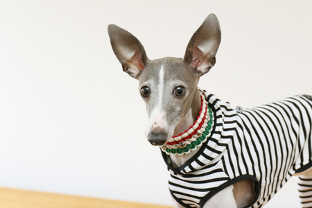 Dressed in Italian Grayhoundの写真素材