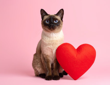 Siamese cat sitting with a red heart on pink backgroundの素材