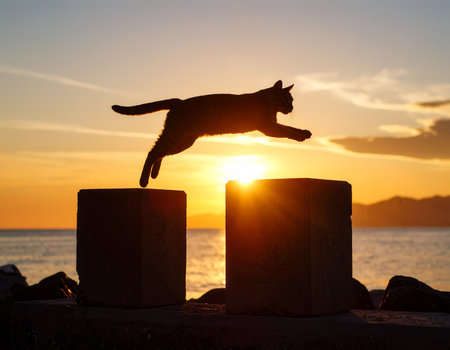 Silhouette of a cat jumping at sunset by the seaの素材