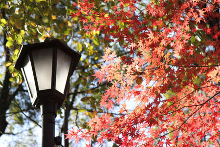 red leavesの写真素材