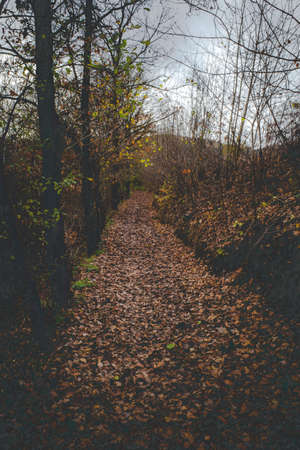 A forest road tossed with orange leaves falling from trees due to autumn. The road runs along the...