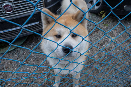 Blurred cute dog standing behind a blue fence. He has a very soft and fluffy coat. It looks like hes washed with shampoo.の写真素材
