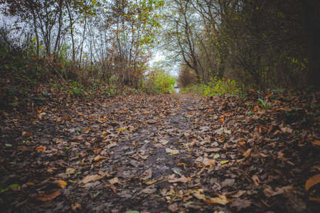 Forest road along the train line covered with fallen leaves