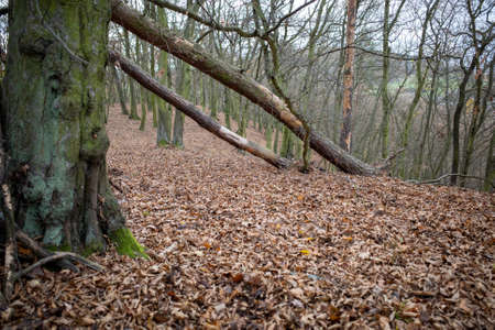 fallen trees in the forestの写真素材