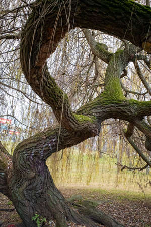 Twisted willow trunk, which is covered with moss. The branches of the tree touch the ground.の写真素材