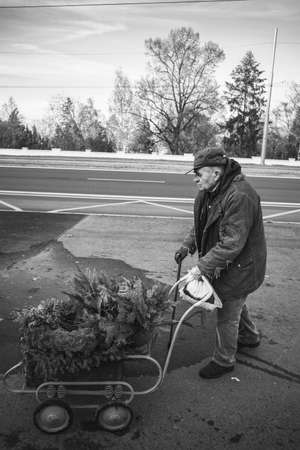 Czech Republic, 11/21/2020: Man pushing a car loaded with branches of a coniferous treeのeditorial素材