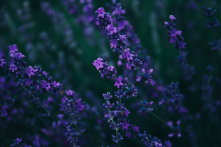 Beautiful lavender flowers in the green field.の写真素材