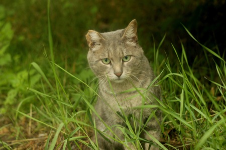 Gray cat in the grassの写真素材