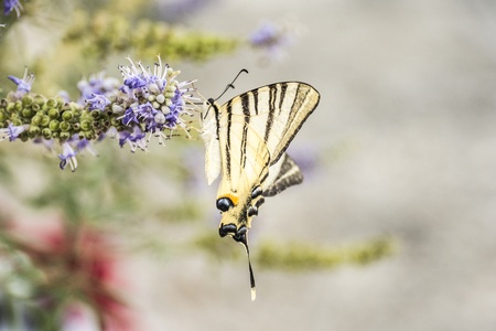 Butterfly sitting on Flower at the beach in Croatia の写真素材